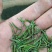 石阡苔茶特级
