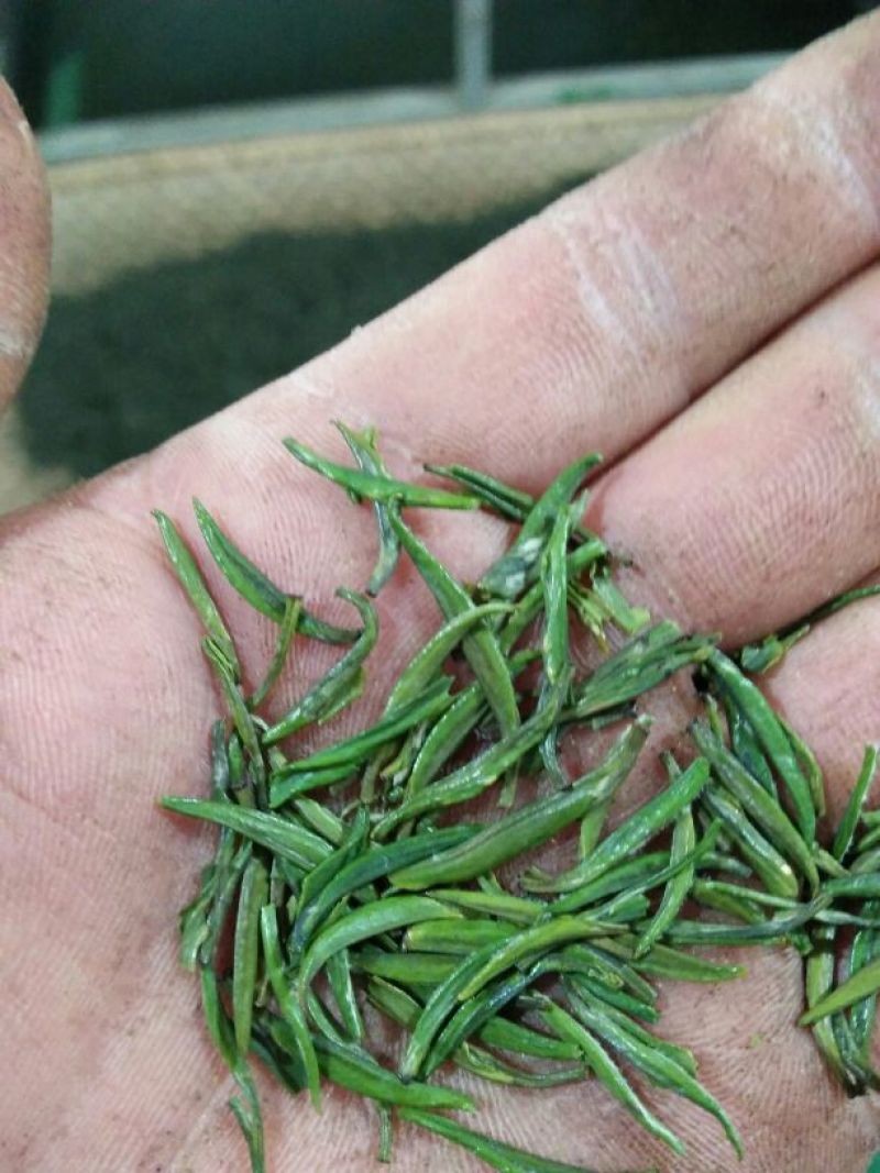石阡苔茶特级