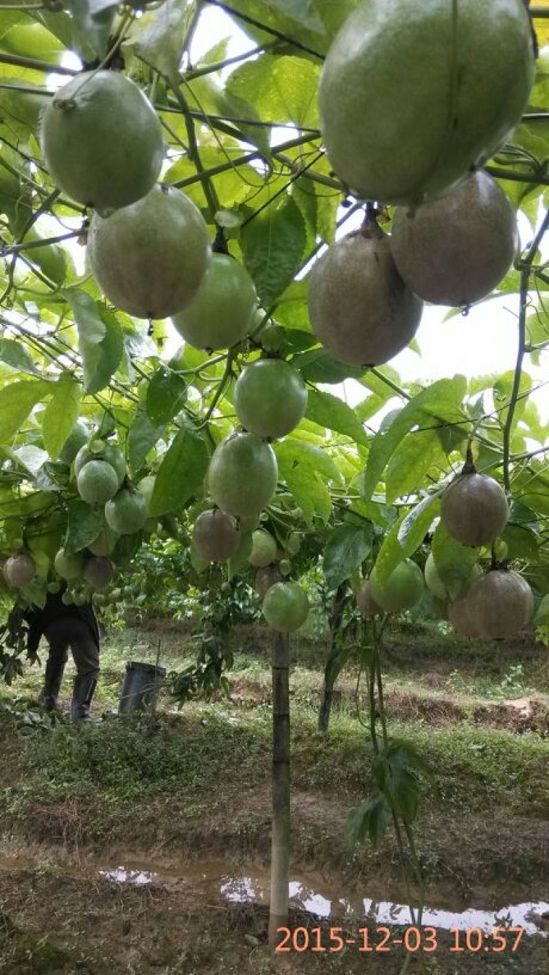 百香果