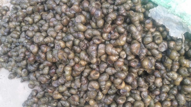 田螺食用鲜活，筛选货，规格齐全，无臭无霉，量大