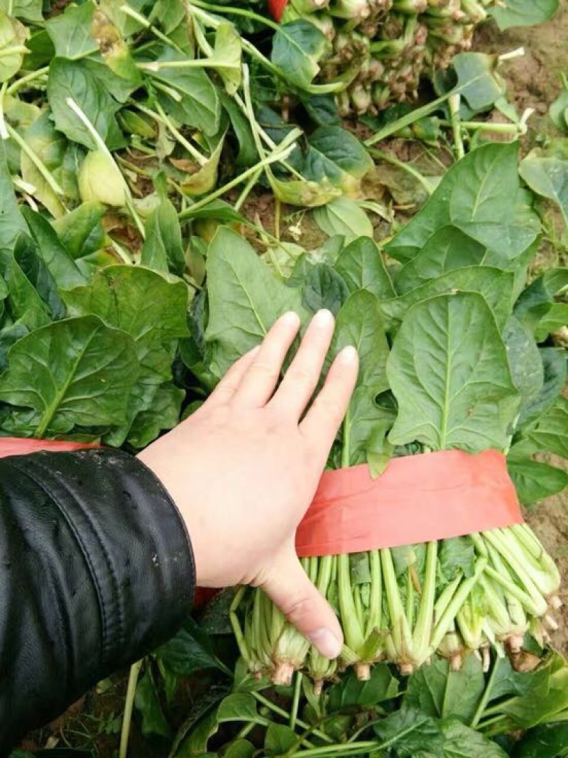 菠菜
