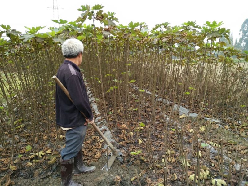 无花果苗80cm以上