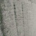 银杏苗80~1.5cm高，根好树壮，价格便宜，