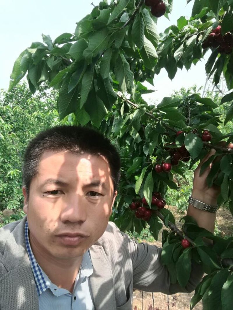 美早樱桃苗2年苗H:80cm至2m