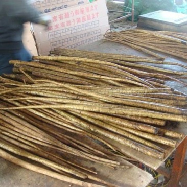 牛蒡牛蒡丝，牛蒡茶