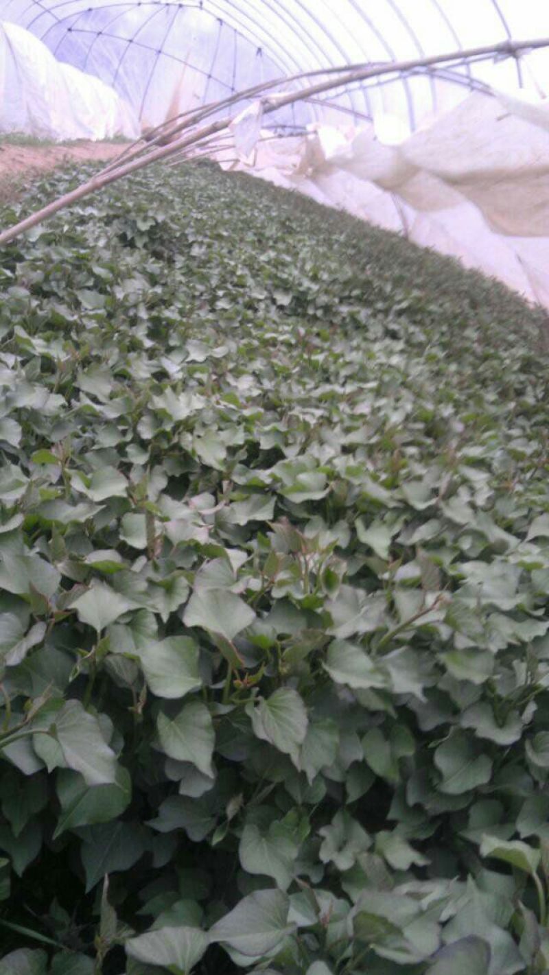 秦薯5号红薯苗15~25cm