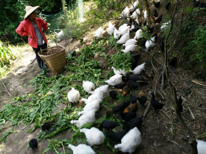 绿壳鸡蛋食用50g以下
