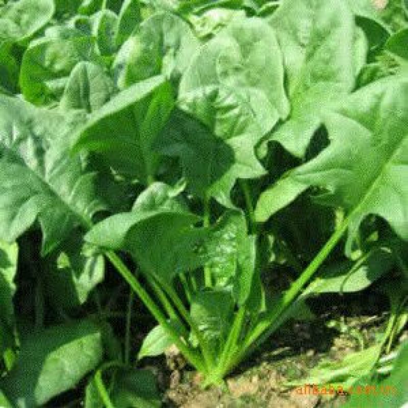大叶菠菜15~20厘米