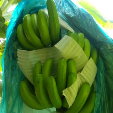 香蕉八成熟