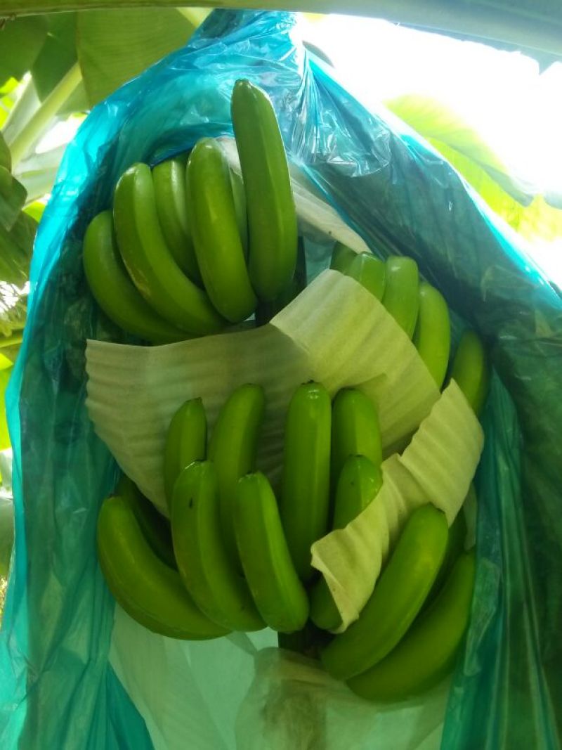 香蕉八成熟