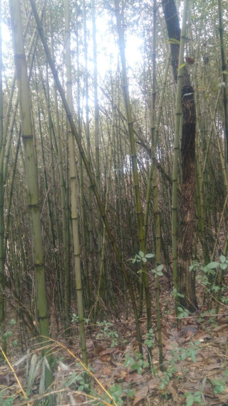 绿竹3~4m