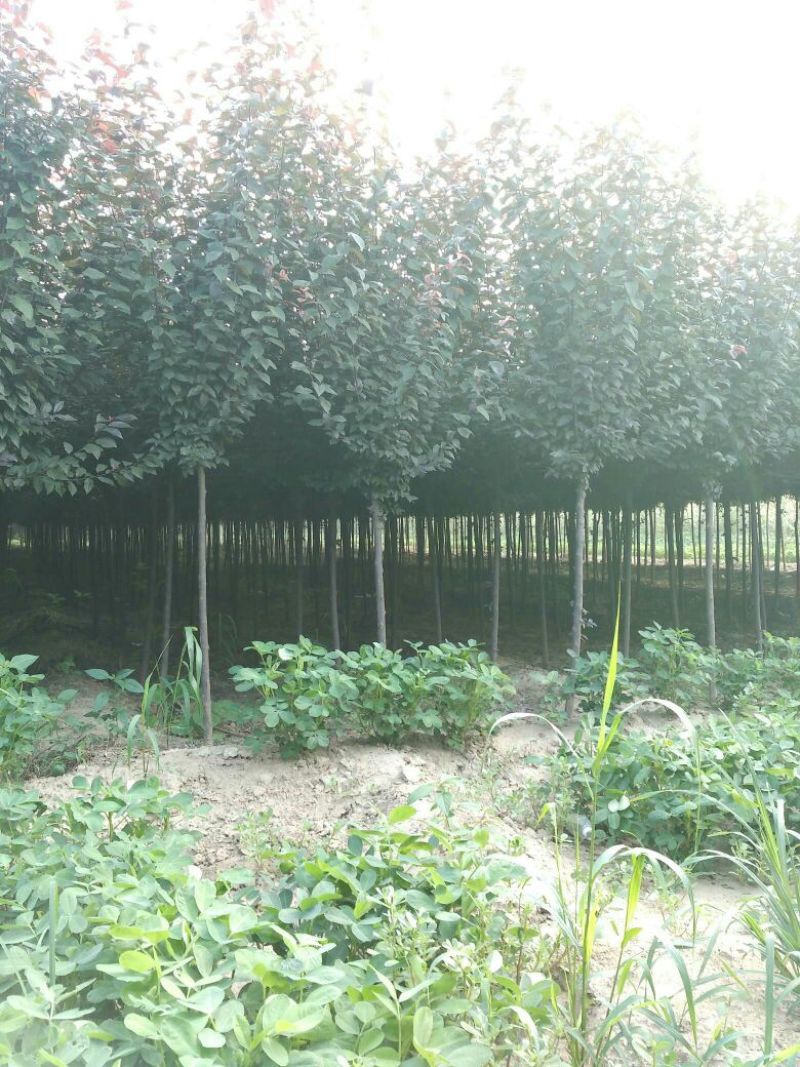 大量出售，红叶李，太阳李