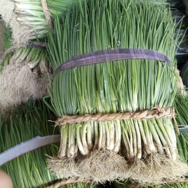 香葱小葱