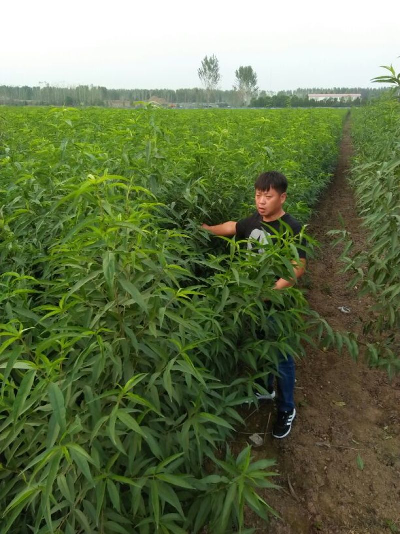 映霜红桃苗
