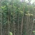 烟富8号苹果树2cm以下4cm以下0.5~1米