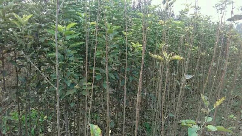 烟富8号苹果树2cm以下4cm以下0.5~1米