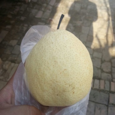 礼泉酥梨200~250g纸袋