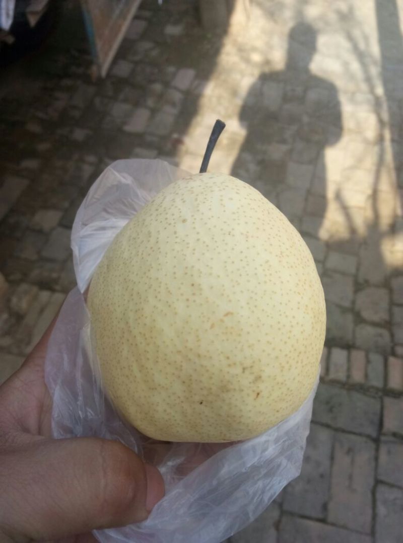 礼泉酥梨200~250g纸袋