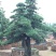 树桩