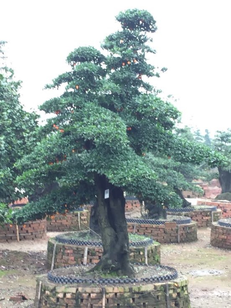 树桩