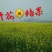 压榨菜籽油一级