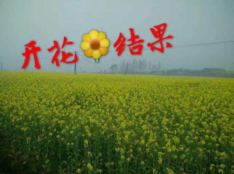 压榨菜籽油一级