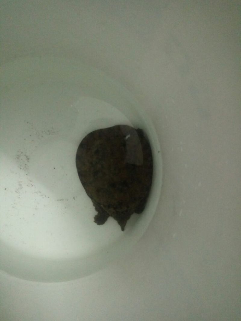 生态甲鱼0.5~1斤