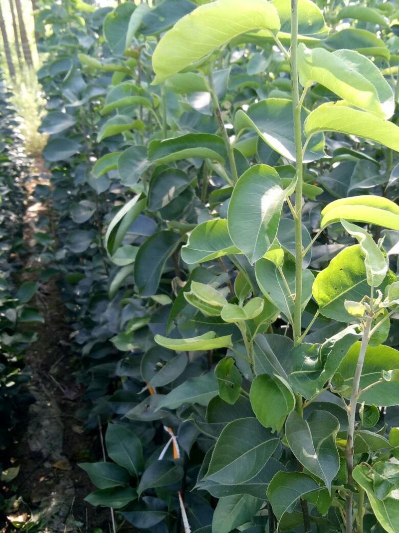 翠冠树苗，鲁花苏脆1号梨树苗早熟新品种。基地直销保证品种