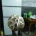 香菇8672.5~3cm
