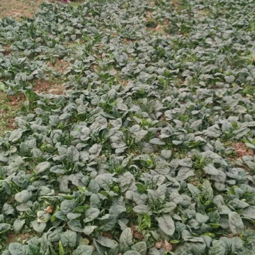 越冬菠菜15~20厘米