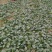 越冬菠菜15~20厘米