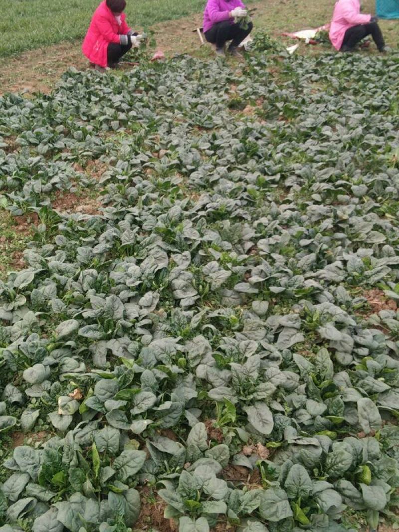 越冬菠菜15~20厘米