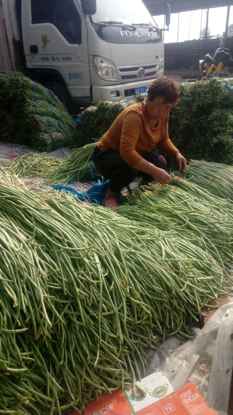 精品长豆角，大量上市，货源充足，质量很好，提供各种包装