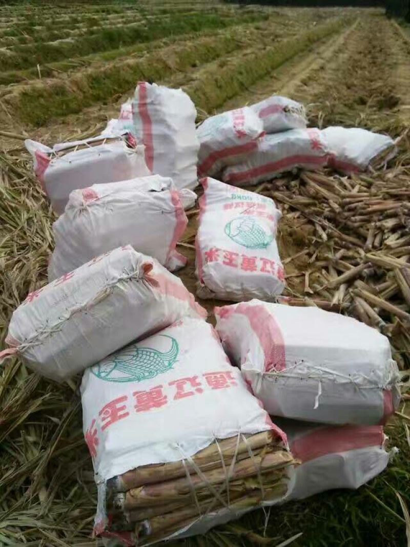 精品黑皮甘蔗苗4~7牙