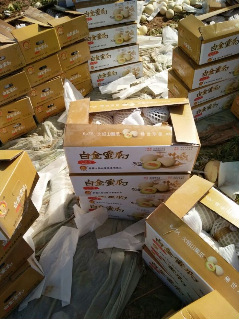 鄯善哈密瓜1斤以上长圆形