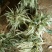 芦竹根花叶芦苇包邮1元一芽！可视频看货选货