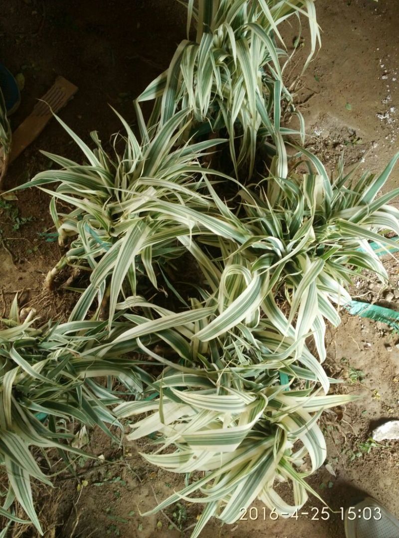 芦竹根花叶芦苇包邮1元一芽！可视频看货选货