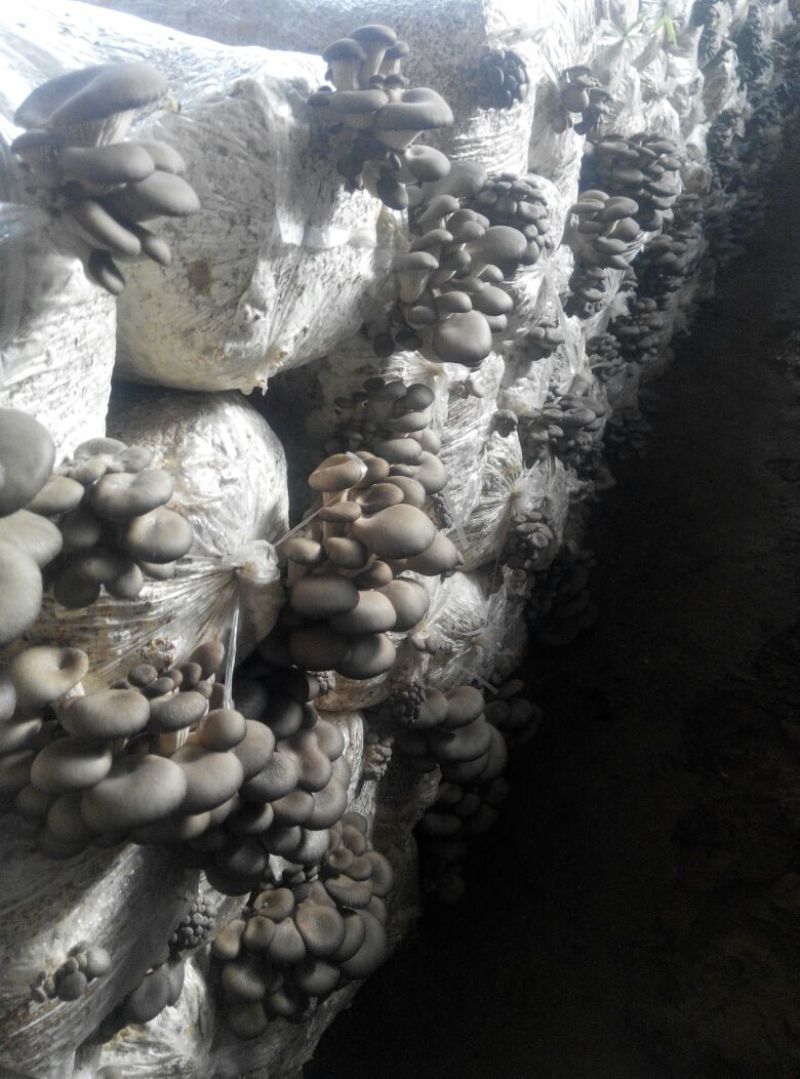【荐】河北鲜平菇灰平菇大量上市对接大型商超市场电商