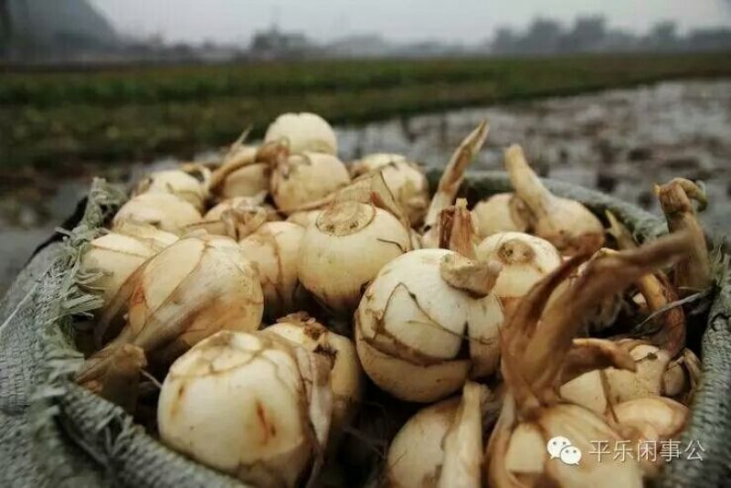 慈姑水洗