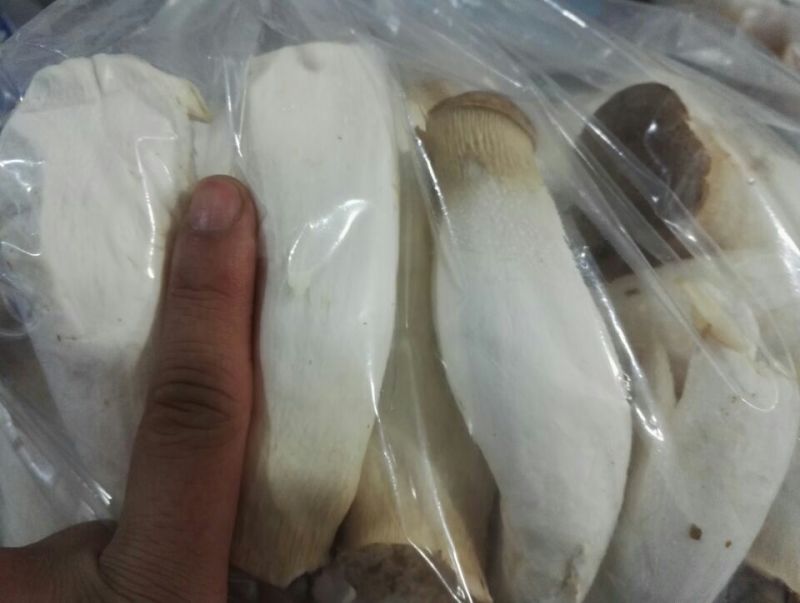 杏鲍菇蕾二级
