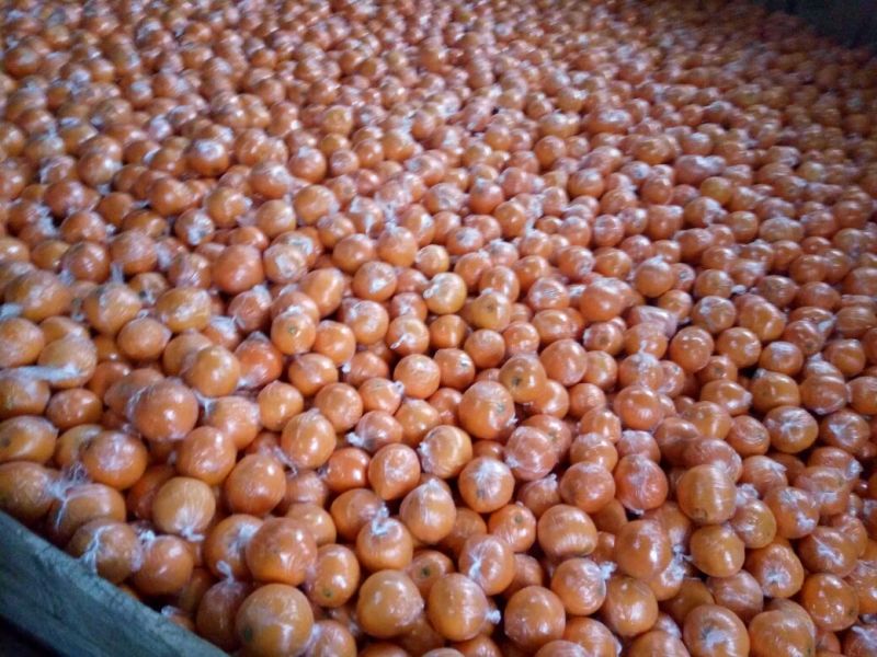 金堂脐橙支持大量收购量多颜色漂亮75~80mm