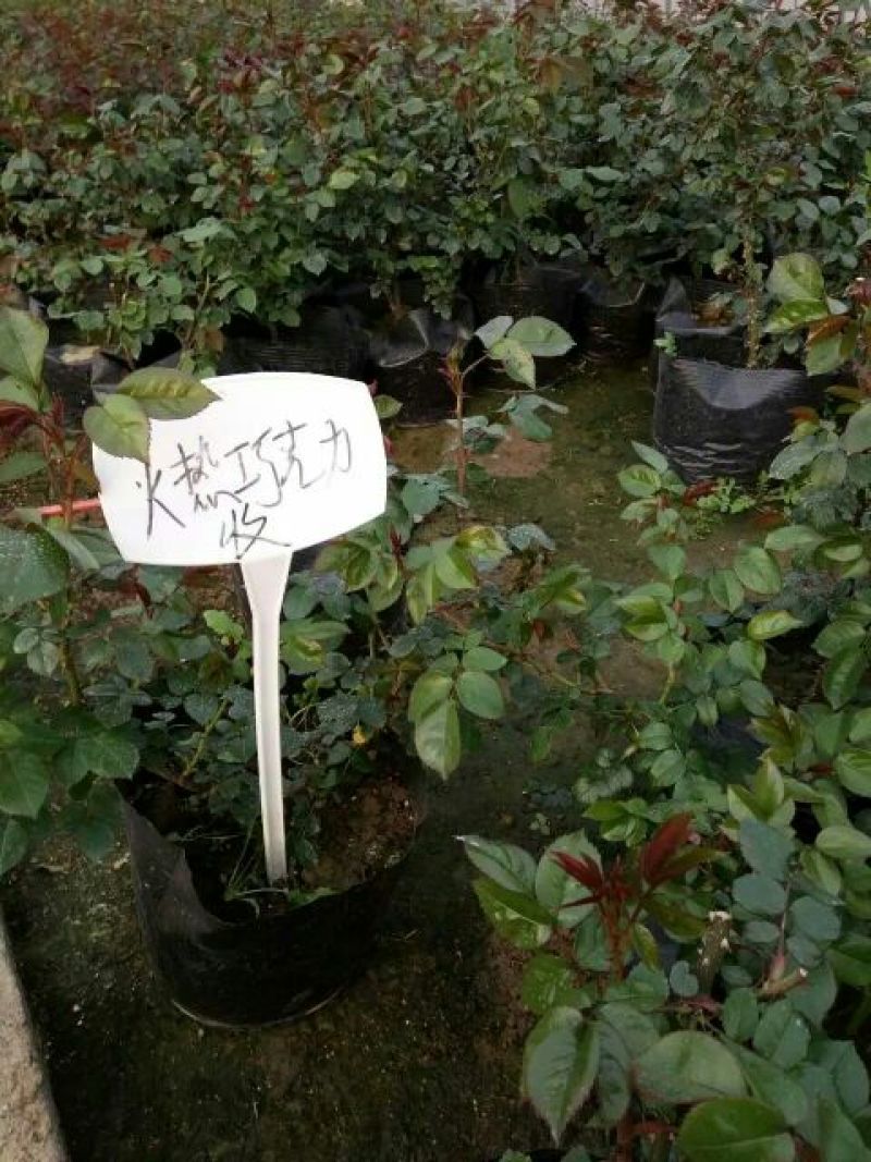 品种月季30~40cm