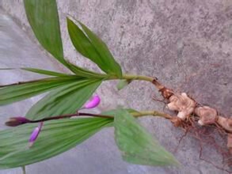 白芨统货