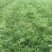 龙卷风西瓜10斤打底9成熟1茬