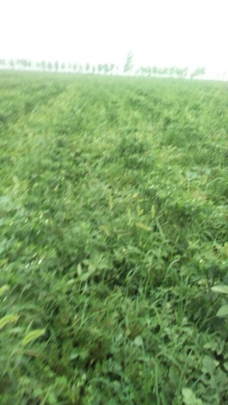 龙卷风西瓜10斤打底9成熟1茬