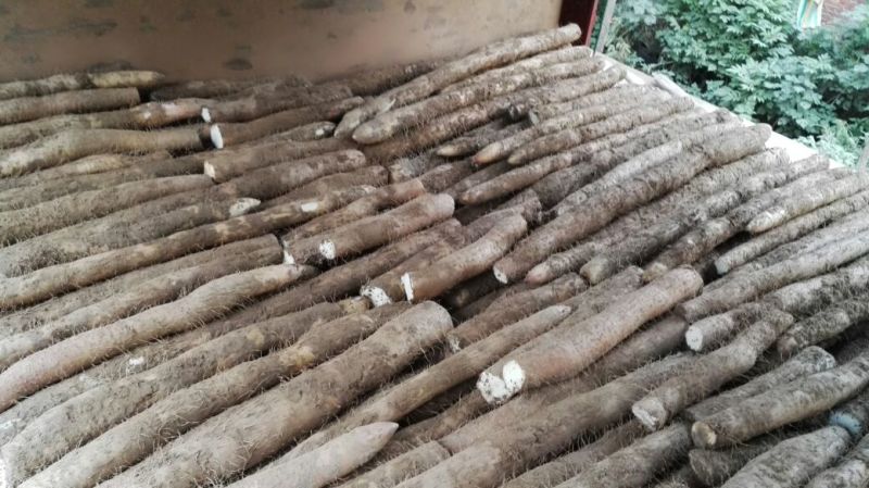 有精品九斤黄山药湖北襄阳精品产地