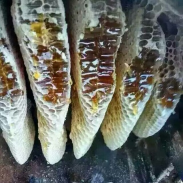 蜂蜜树洞木桶蜂