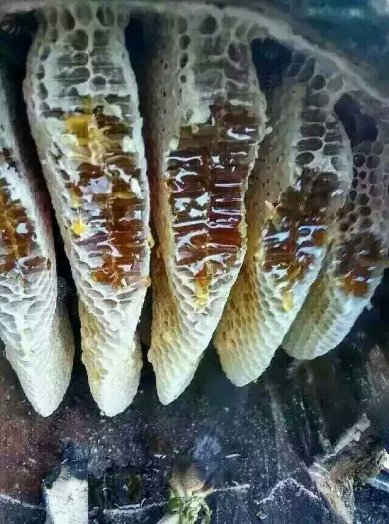 蜂蜜树洞木桶蜂