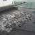 河鲤鱼