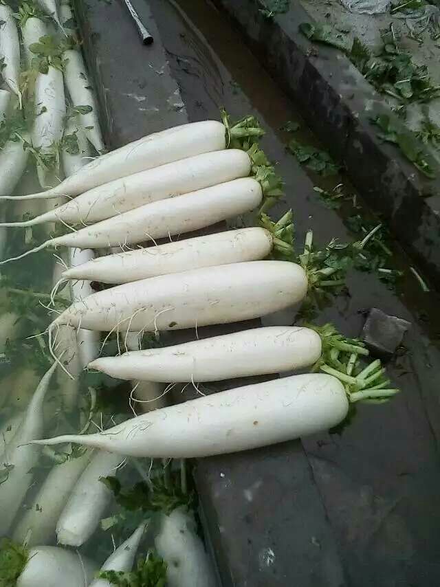 白玉春萝卜湖北襄阳老河口市_批发_供应-一亩